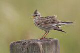 Image. Eurasian Skylark