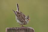Image. Eurasian Skylark