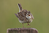 Image. Eurasian Skylark