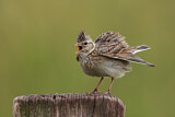 Image. Eurasian Skylark