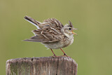 Image. Eurasian Skylark