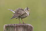 Image. Eurasian Skylark