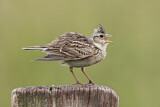 Image. Eurasian Skylark