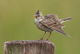 Image. Eurasian Skylark