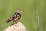 Image. Eurasian Skylark