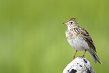 Image. Eurasian Skylark
