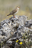 Image. Eurasian Skylark