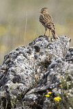 Image. Eurasian Skylark