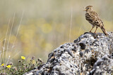 Image. Eurasian Skylark