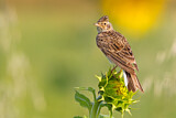 Image. Eurasian Skylark