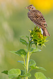 Image. Eurasian Skylark
