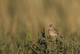 Image. Eurasian Skylark