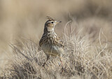 Image. Eurasian Skylark