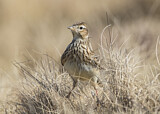 Image. Eurasian Skylark