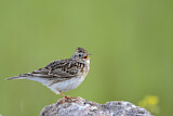 Image. Eurasian Skylark