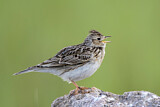 Image. Eurasian Skylark