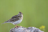 Image. Eurasian Skylark
