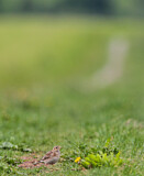 Image. Eurasian Skylark