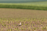 Image. Eurasian Skylark