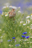 Image. Eurasian Skylark
