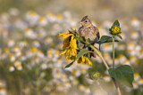 Image. Eurasian Skylark