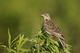 Image. Eurasian Skylark