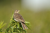 Image. Eurasian Skylark
