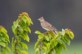 Image. Eurasian Skylark