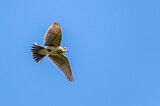 Image. Eurasian Skylark