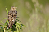 Image. Eurasian Skylark