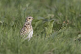 Image. Eurasian Skylark