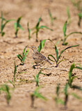 Image. Eurasian Skylark