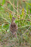 Image. Eurasian Skylark