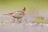 Image. Eurasian Skylark