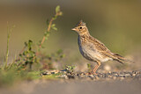 Image. Eurasian Skylark