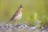 Image. Eurasian Skylark