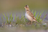 Image. Eurasian Skylark