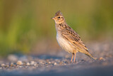 Image. Eurasian Skylark