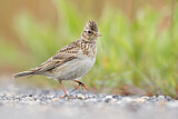 Image. Eurasian Skylark