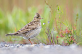 Image. Eurasian Skylark