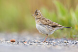 Image. Eurasian Skylark