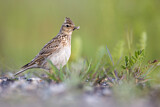 Image. Eurasian Skylark