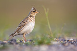 Image. Eurasian Skylark