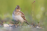 Image. Eurasian Skylark