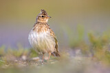 Image. Eurasian Skylark