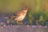 Image. Eurasian Skylark