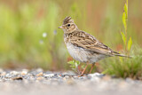 Image. Eurasian Skylark