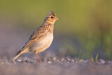 Image. Eurasian Skylark