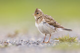 Image. Eurasian Skylark