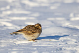 Image. Eurasian Skylark